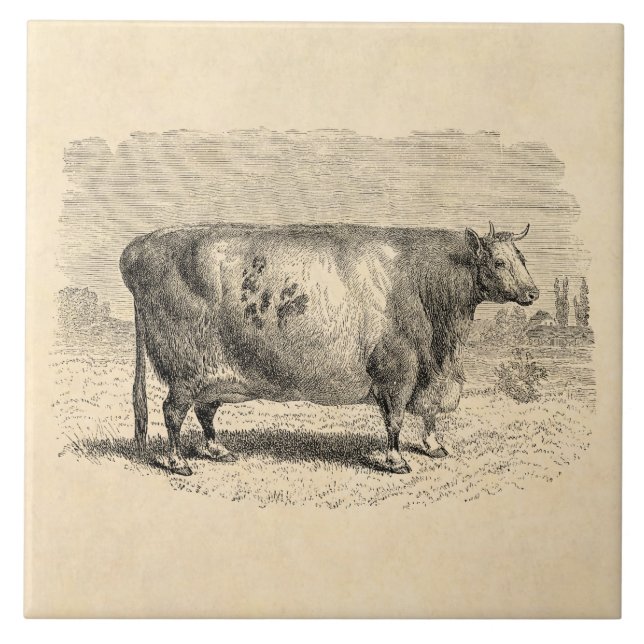 Carreau Rétro modèle de vaches de 1800s à grande vache (Devant)