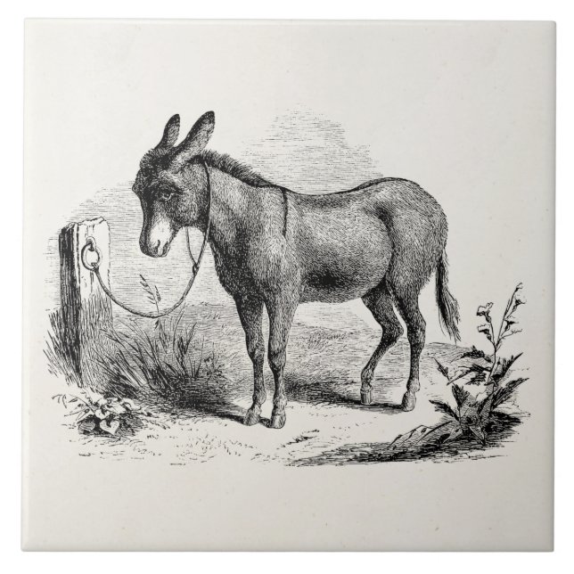 Carreau Rétros ânes personnalisés par âne domestique (Devant)