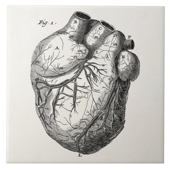 Carreau Rétros coeurs cardiaques d'anatomie de coeur (Devant)