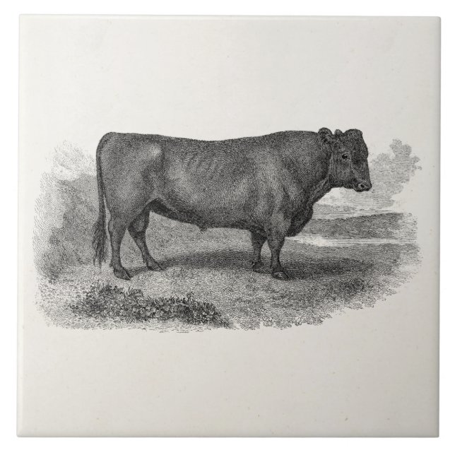 Carreau Rétros taureaux de vache de 1800s à illustration (Devant)