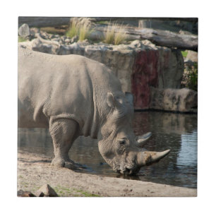 Carreau Rhinocéros
