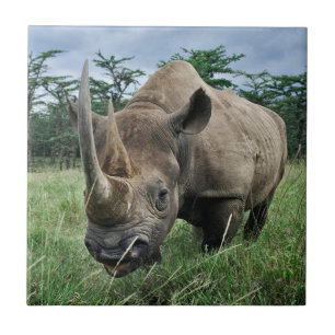 Carreau Rhinocéros noir Kenya