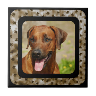 CARREAU RHODESIAN RIDGEBACK