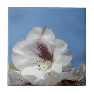 Carreau Rhododendron blanc avec Bourgogne