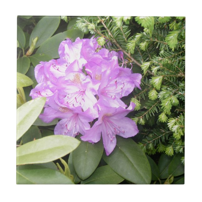 Carreau Rhododendron - fleurs pourpres au printemps (Devant)