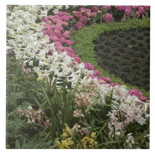Carreau Rhododendron (Rhododendron catawbiense) Lande (Devant)