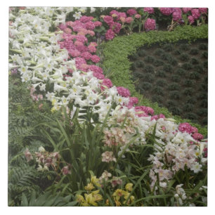 Carreau Rhododendron (Rhododendron catawbiense) Santé