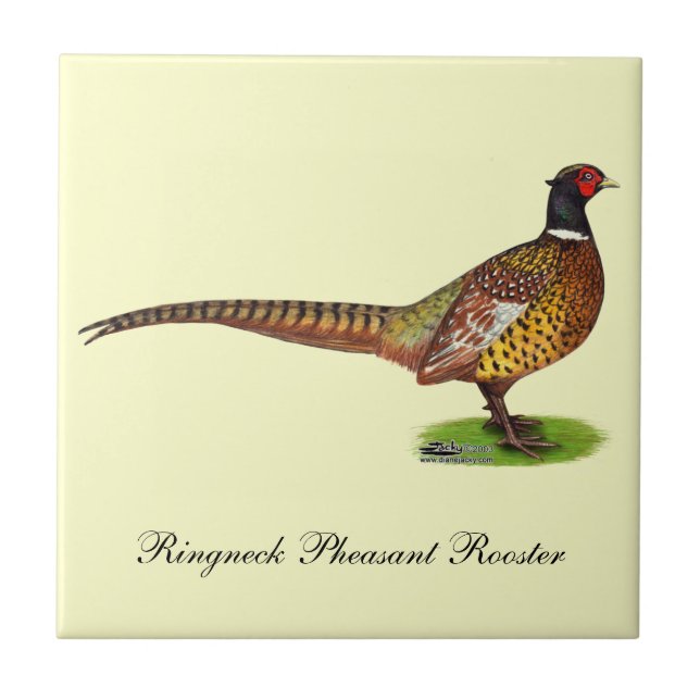 Carreau Ringneck Pheasant Rooster (Devant)