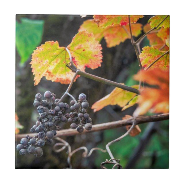 Carreau Ripe Isabella (Devant)