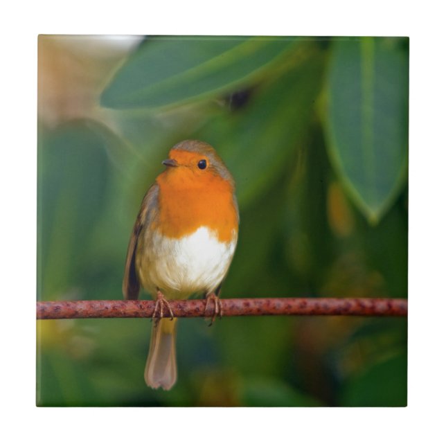 Carreau ROBIN Rouge (Devant)