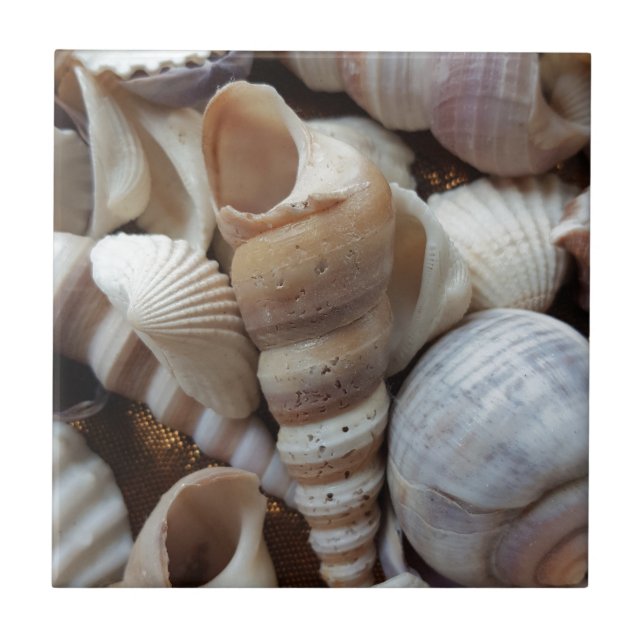 Carreau Romantique Tropical Exotic Sea Shells Plage Amour (Devant)