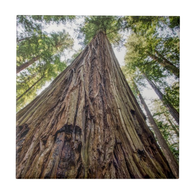 Carreau Roosevelt Grove (Devant)