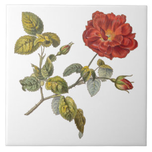 Carreau Rosa Gallica Belle Red Antique Rose Vintage