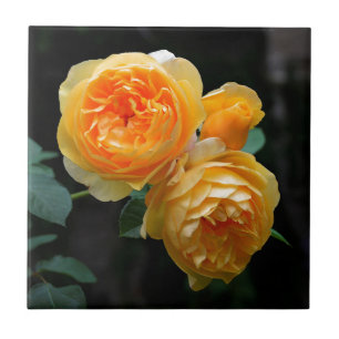 Carreau Rose anglais jaune