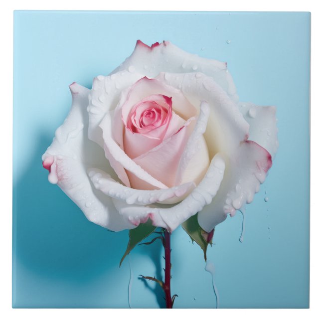 Carreau Rose blanc sur arrière - plan bleu turquoise (Devant)