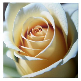 Carreau Rose blanche fraîche