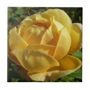 Carreau Rose d'Angleterre