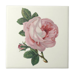 Carreau Rose de chou de Soft Pastel Pink et Feuilles verts