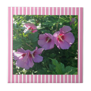 Carreau Rose de Sharon Striped
