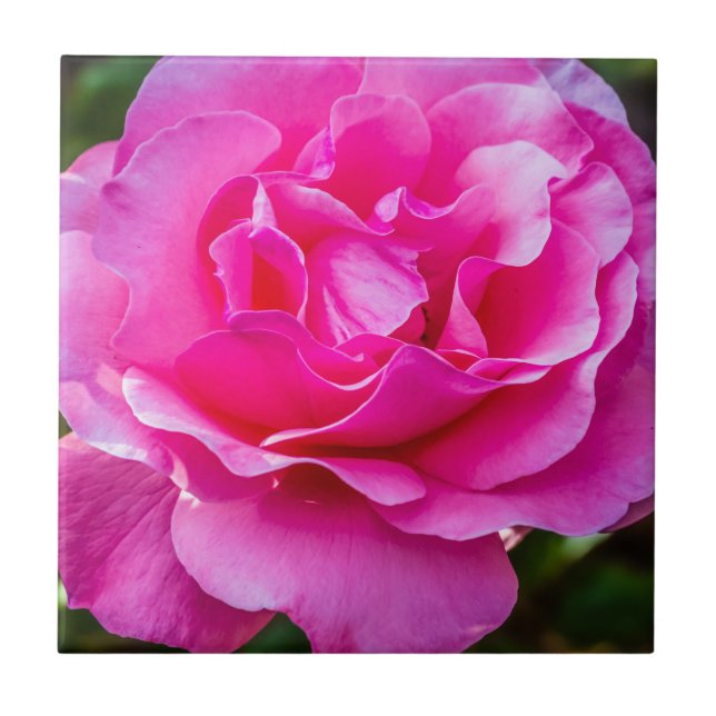 Carreau Rose délicate. (Devant)
