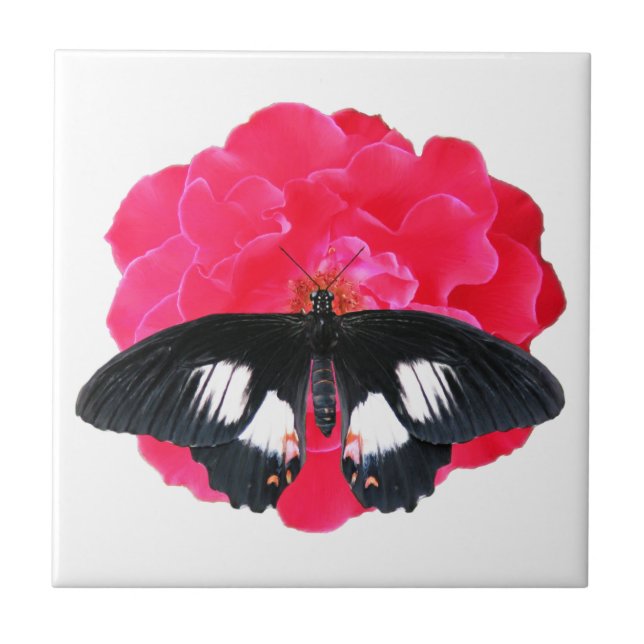 Carreau Rose et Swallowtail (Devant)
