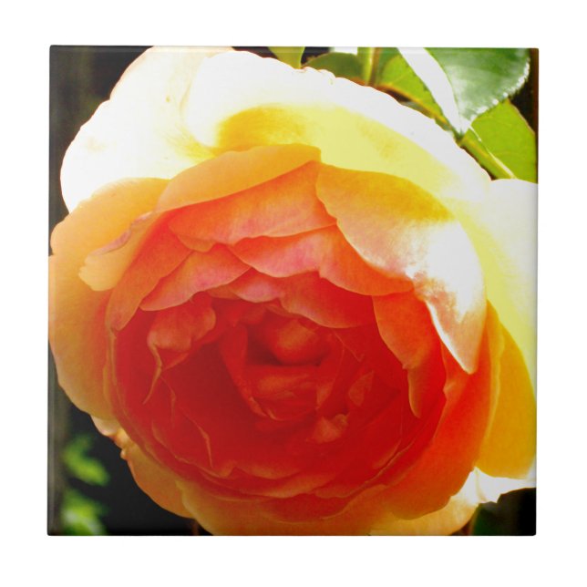 Carreau Rose jaune (Devant)