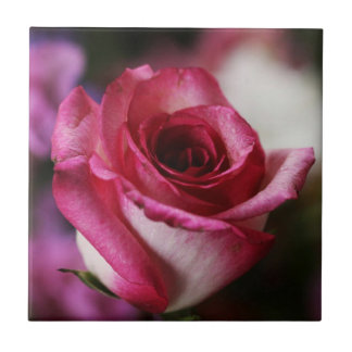 Carreau Rose Jolene
