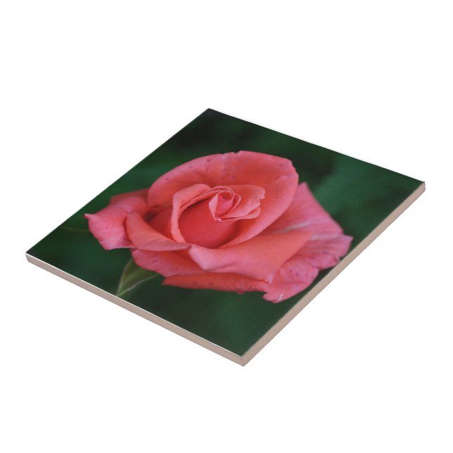 Carreau Rose rose (Côté)
