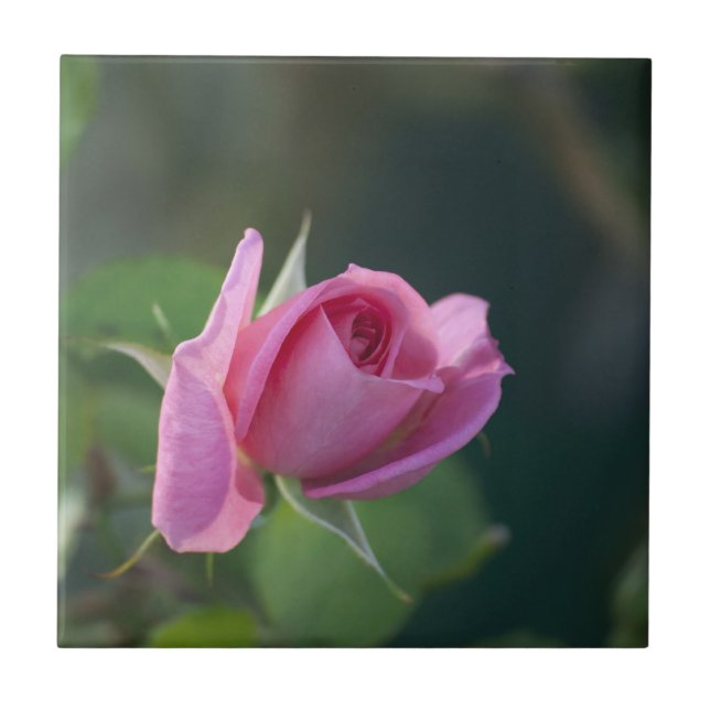 Carreau Rose rose (Devant)