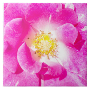 Carreau Rose rose