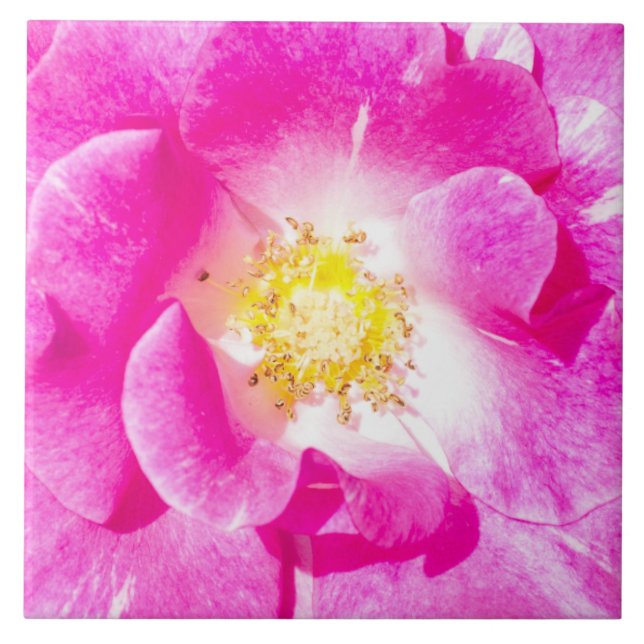Carreau Rose rose (Devant)