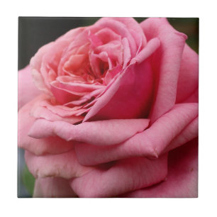 Carreau Rose rose I Jolie photo florale