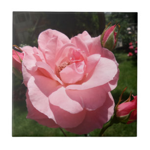 Carreau Rose rose petit (4,25 po x 4,25 po) Carrelage phot