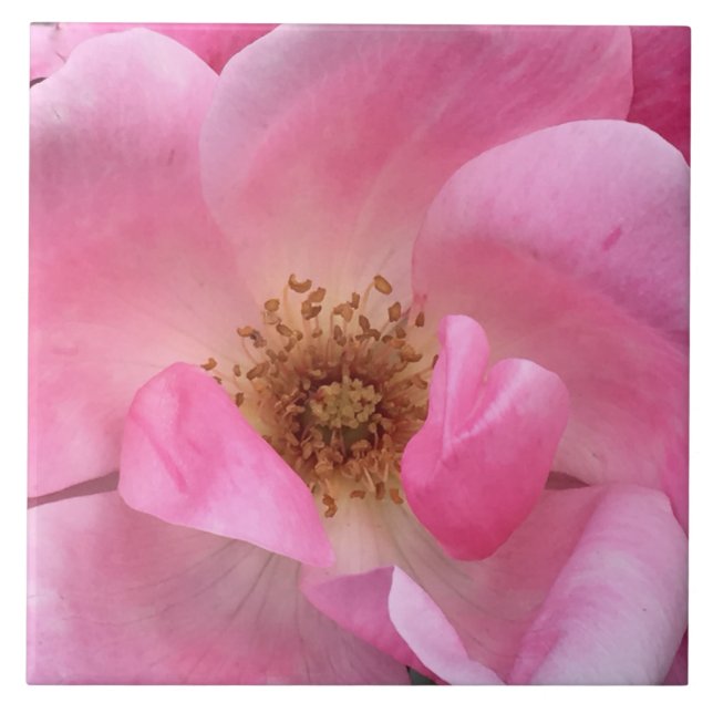 Carreau Rose rose rose (Devant)