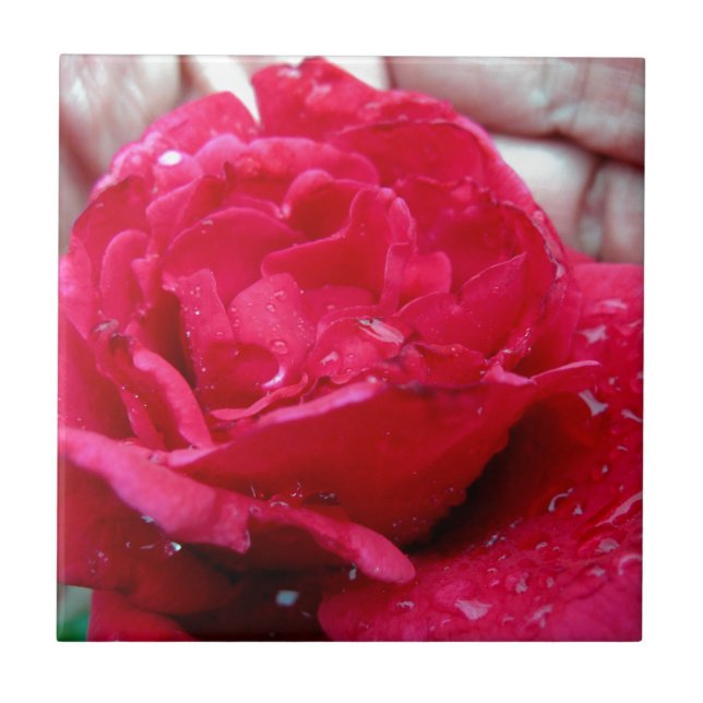 Carreau Rose rouge (Devant)