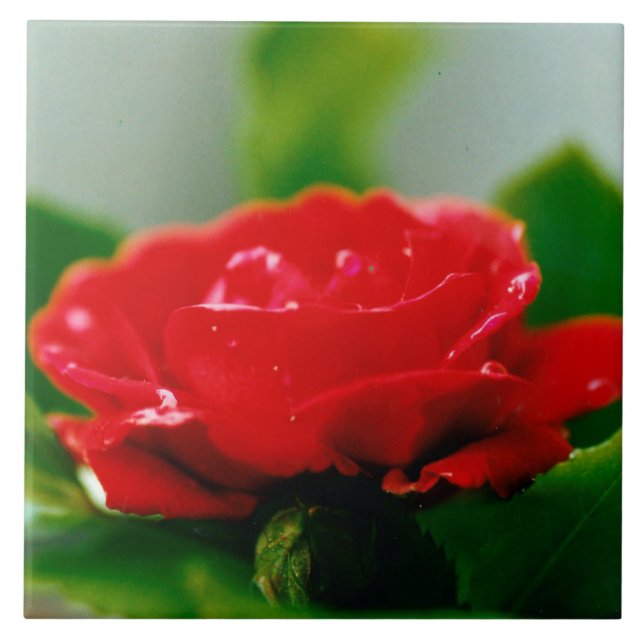 Carreau Rose rouge du matin recouverte de gouttes de rosée (Devant)