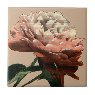 Carreau Rose rouge rouge avec les accents blancs