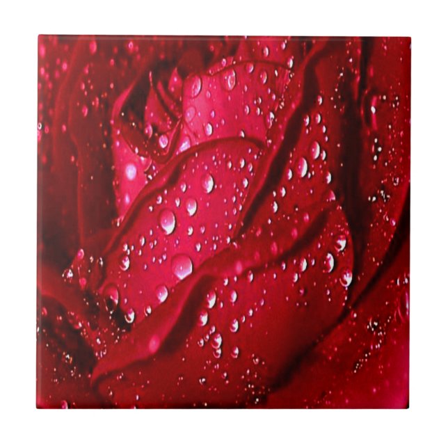 Carreau Rose rouge unique sous la pluie (Devant)