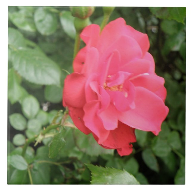 Carreau Rose sauvage (Devant)