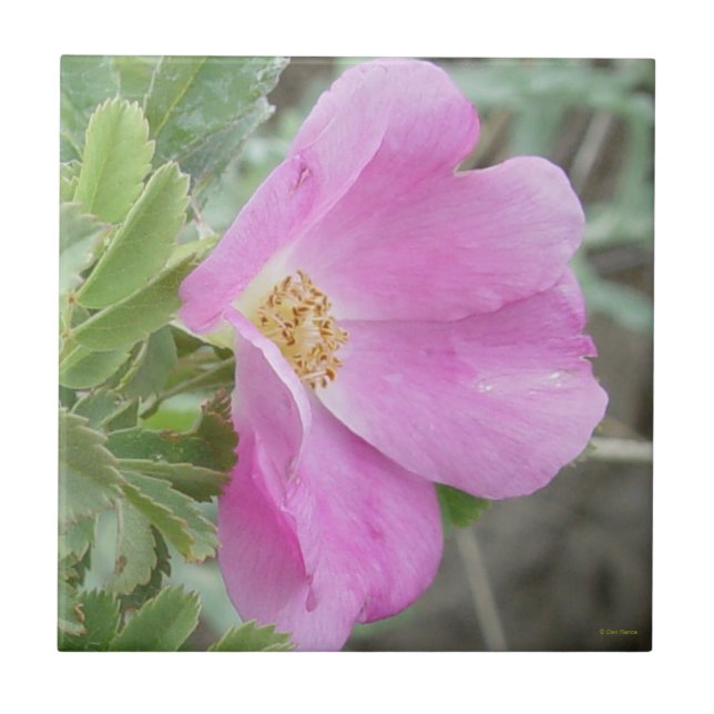 Carreau Rose sauvage F4b (Devant)