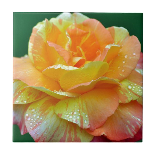 Carreau Rose thé orange simple (Devant)