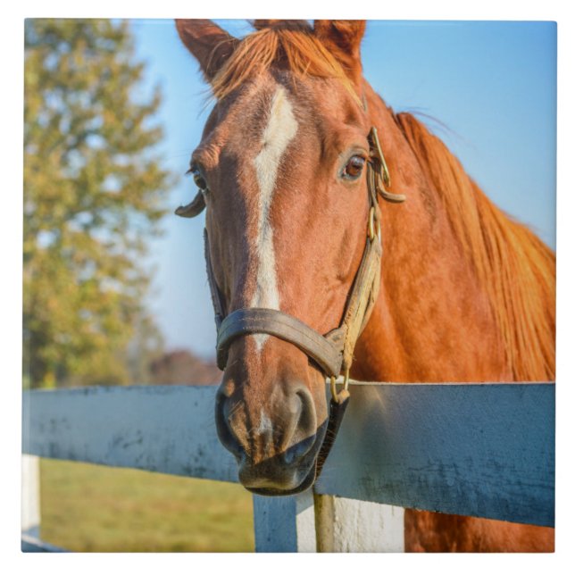 Carreau Rose Twilight | Thoroughbred Race Horse (Devant)