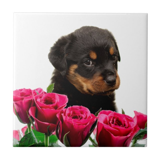 Carreau Rose Valentin Rottweiler Puppy (Devant)