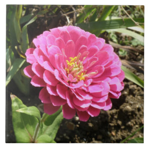 Carreau rose Zinnia