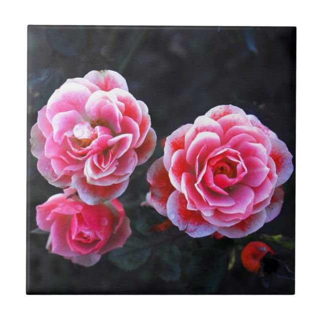 Carreau Roses de janvier (Devant)