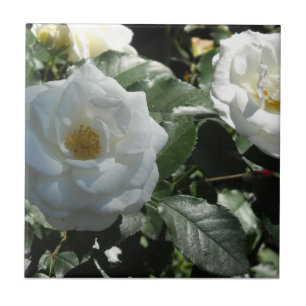 Carreau Roses de thé blanches
