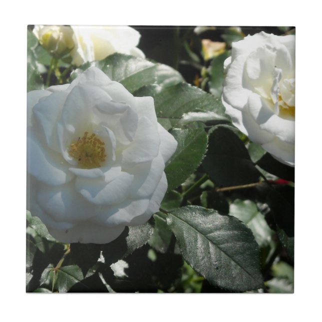 Carreau Roses de thé blanches (Devant)