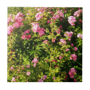 Carreau Roses roses en fleur