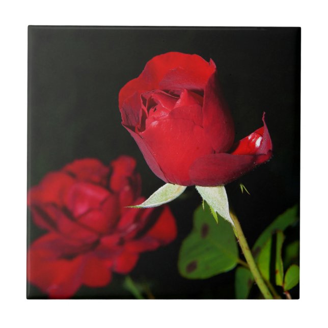 Carreau Roses rouges (Devant)