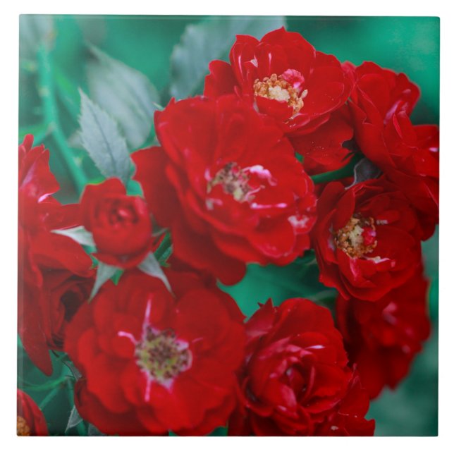 Carreau Roses rouges Pale Green Feuilles (Devant)